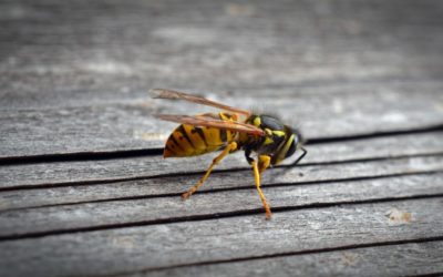 Remove Bees or Wasps in Chimney