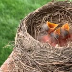 A bird nest inside a chimney is flammable and can start a house fire! A bird nest inside a chimney is flammable and can start a house fire!