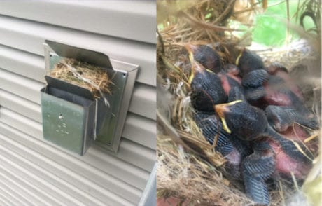 Stop Birds Nesting in a Direct Vent Fireplace » Full Service Chimney™