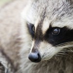 raccoon raccoon