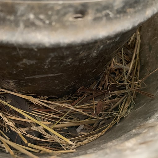 debris from bird nesting in chimney