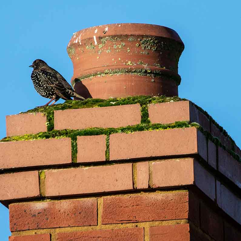 chimney sweep bird