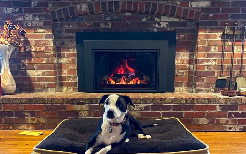 Dog enjoys fireplace in Lees Summit