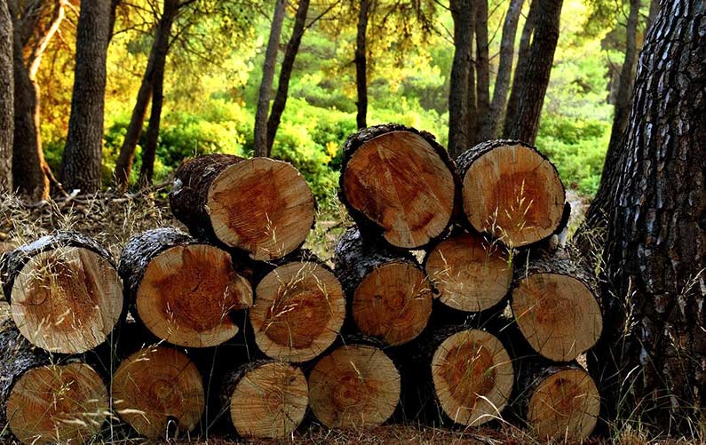 stacked logs naturally under cover of trees