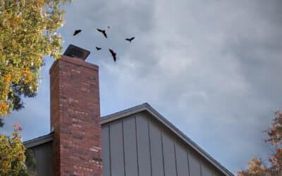 Got Bats in Your Chimney Flue?