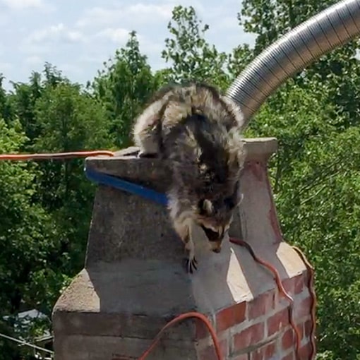 Raccoon leaving chimney flue