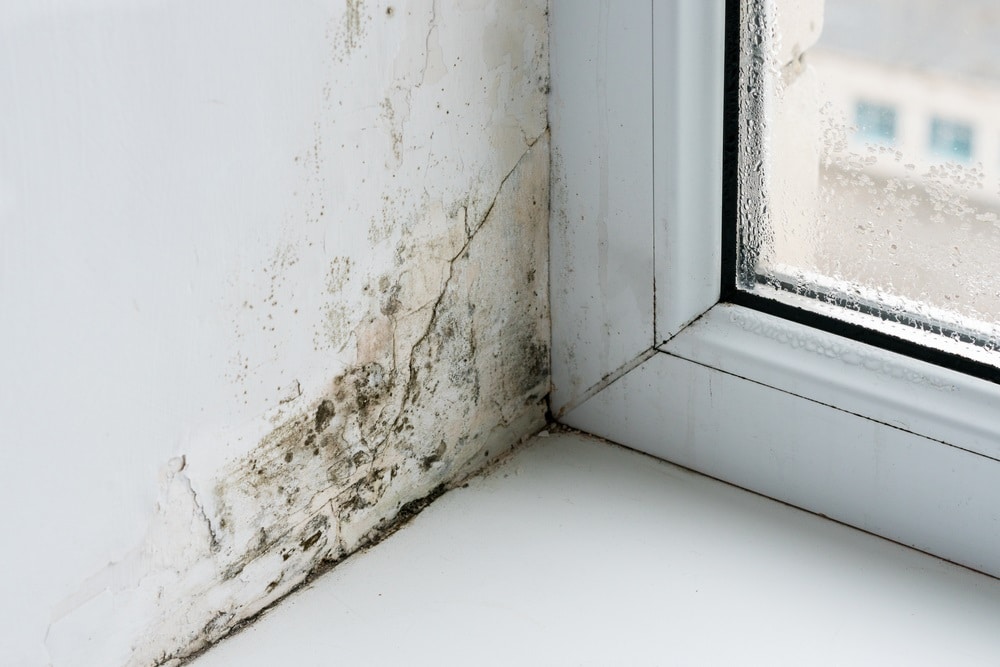 Mold in the corner of the windows Mold in the corner of the windows